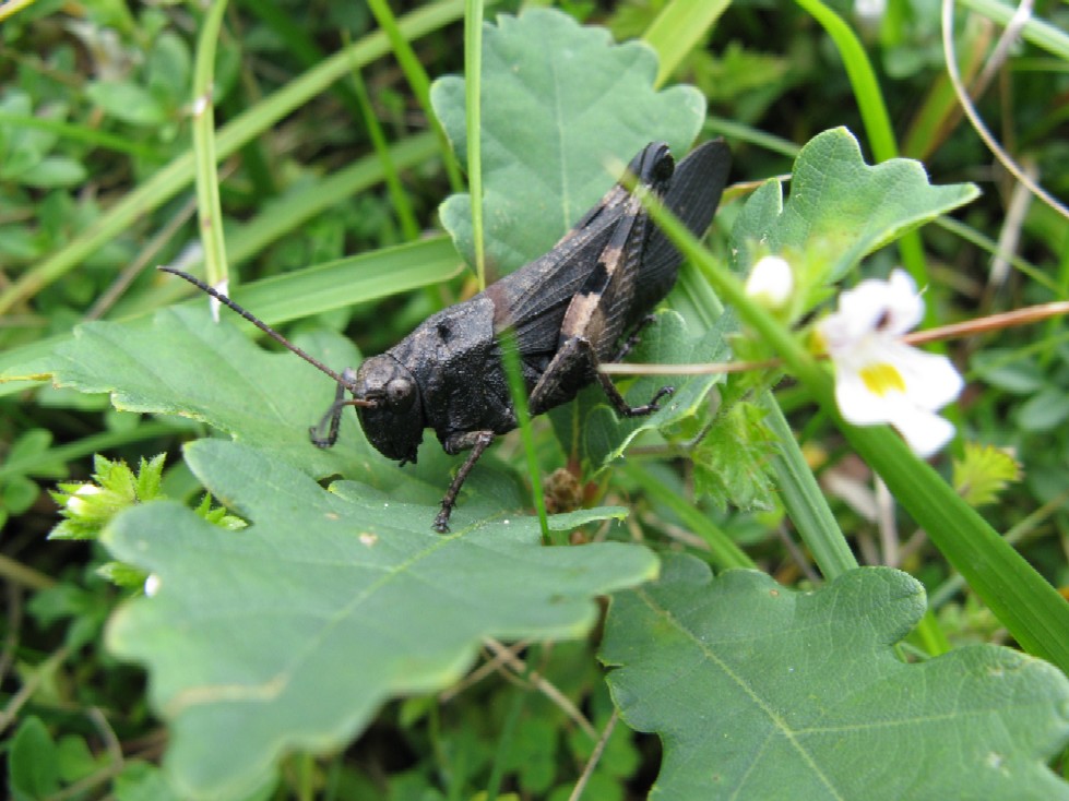 Ortotteri delle Orobie valtellinesi (Sondrio)